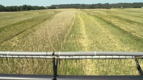 Harvester on cornfield, view from the cab Stock Footage 62271342