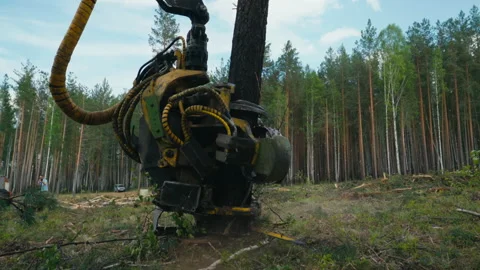 Harvester Cuts Tree And Drops It On Ground In Dense Forest For Wood Production Stock Footage 157341746