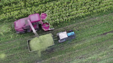 Harvester cutting corn and loading raw materials into the trailer. Stock Footage 165071207
