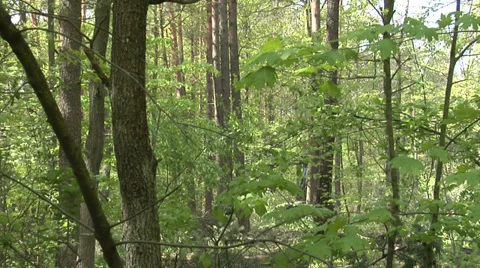 A harvester cutting down a tree in a green forest 스톡 동영상 38938163