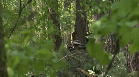 A harvester cutting down a tree in a thick forest 動画素材 38941972