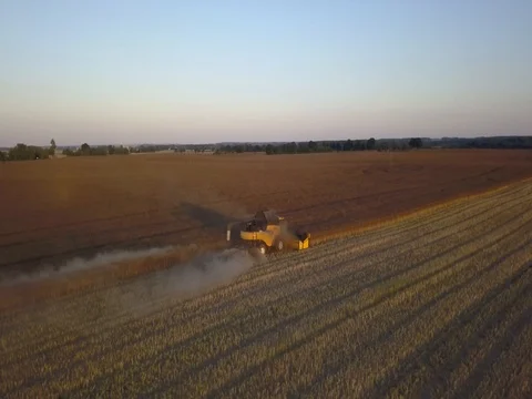 Harvester is cutting grain in a field Stockbeeldmateriaal 80468130