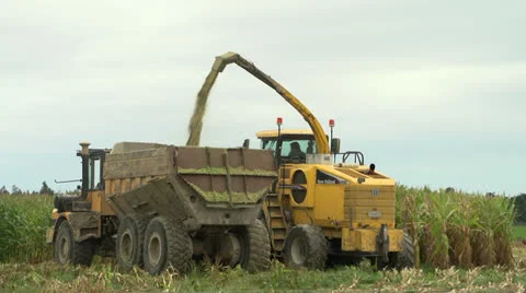 Harvester cutting maize silage and loading truck. Stock Footage 22933232