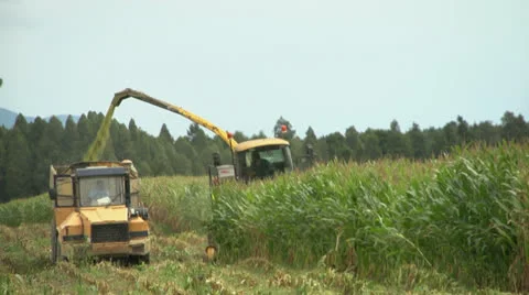Harvester cutting maize silage and loading truck. Stock Footage 22933763