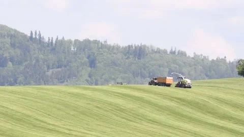 Harvester during grass cutting for silage in field. Stock Footage 274453389