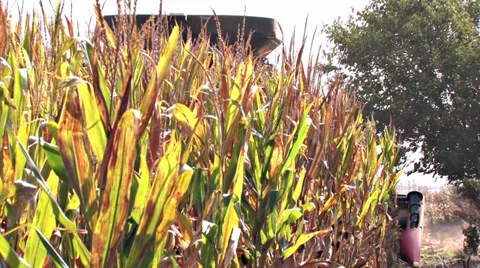 Harvester Emerges From Corn Row Video stock 31148171