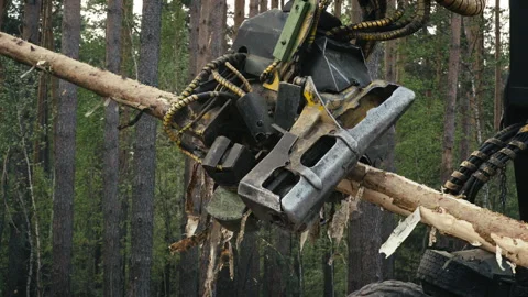 Harvester equipment is slowly processing the logs using the sawing attachment Stock Footage 274736451
