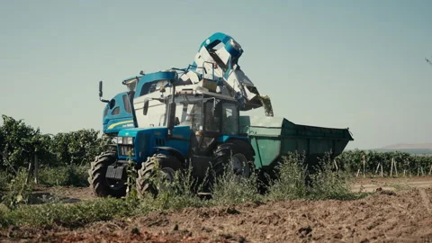 Harvester equipment sorting the heaps of grapes gathered at the plantation Stock Footage 252496508