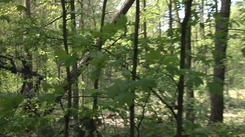 A harvester felling a tree in a thick forest and processing the logs 動画素材 38984598