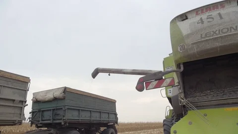Harvester in the field collecting corn Stock Footage 73943859