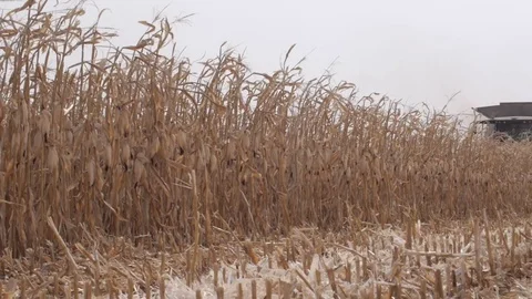 Harvester in field, cuts the stalks Stock Footage 73944200