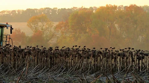 Harvester on the field Stock Footage 24036733