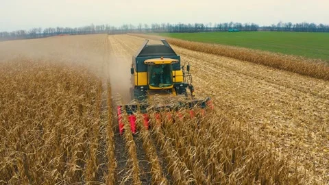 Harvester in the field Stock Footage 255132648