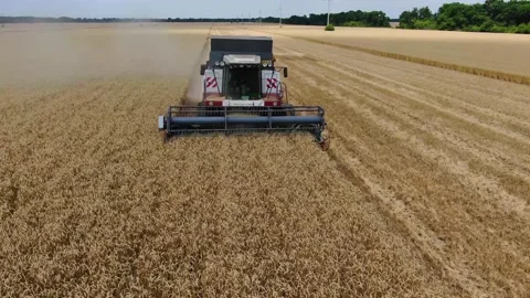Harvester in the field mows wheat, Stock Footage 136943472