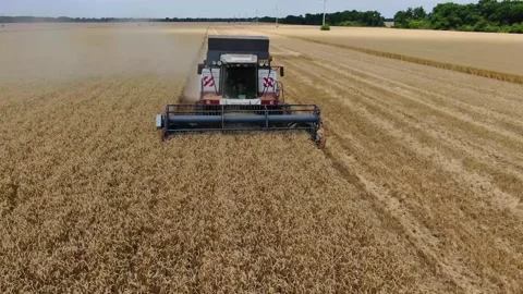 Harvester in the field mows wheat Stock Footage 137492208