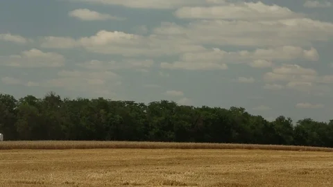 Harvester in the field reaps wheat Stock Footage 82294705