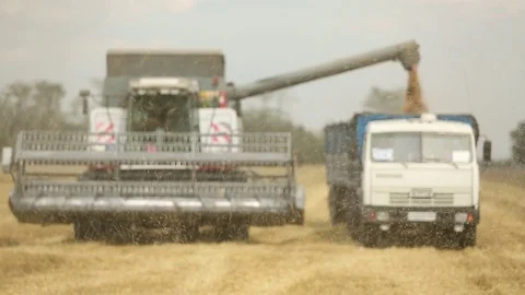 Harvester in the field removes wheat Stock Footage 82291988
