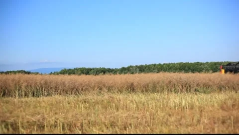 Harvester on fields Stock Footage 7762714