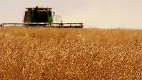 Harvester in fields with heat haze Video stock 142721204