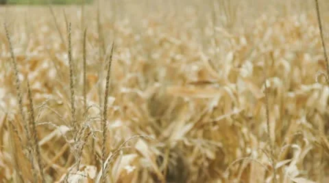 Harvester Stock Footage 12518288