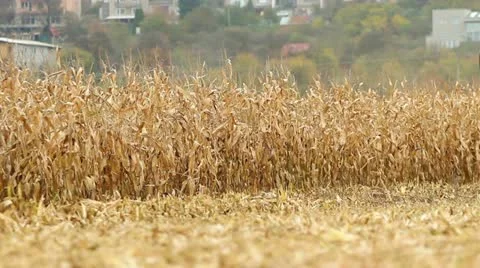 Harvester Stock Footage 12518327