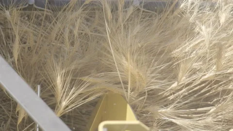 Harvester Video stock 151871943