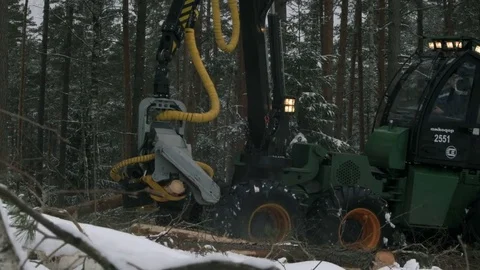 The harvester in a forest cutting tree on pieces Vídeos de archivo 69968497