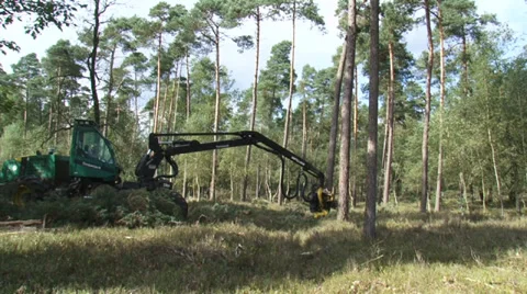 Harvester in forestry fells a pine tree scrapes bark Stock Footage 33703388