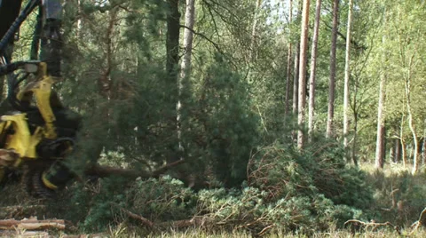 Harvester in forestry scraping bark and sawing a pine tree Stock Footage 33702996