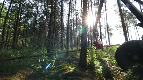 Harvester forwarder cutting tree Video stock 34331100