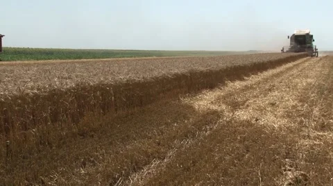 Harvester gathers the wheat Stock Footage 56030344