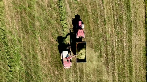 Harvester on Grass cutting for silage. Forage harvester cutting grass 動画素材 201289078