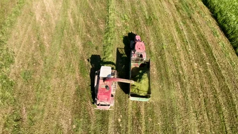 Harvester on Grass cutting for silage. Forage harvester cutting grass Stock Footage 201400673
