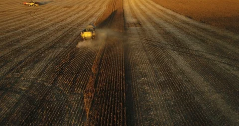 Harvester harvesting corn at sunset Stock Footage 100874947