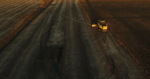 Harvester harvesting corn at sunset Stock Footage 100880126
