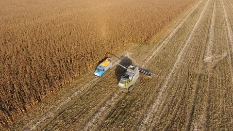 Harvester harvests corn. Collect corn cobs with the help of a combine harvester Stock Footage 95922168