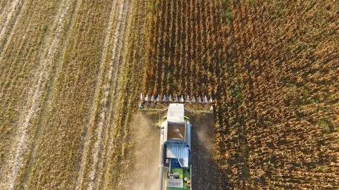 Harvester harvests corn. Collect corn cobs with the help of a combine harvest Stock Photos