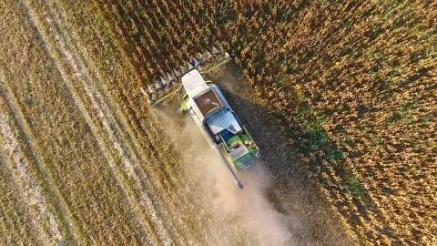 Harvester harvests corn. Collect corn cobs with the help of a combine harvest Stock-Fotos