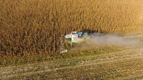 Harvester harvests corn. Collect corn cobs with the help of a combine harvest Foto stock