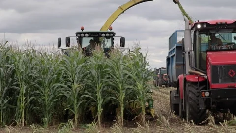 Harvester harvests corn Stock Footage 145800382