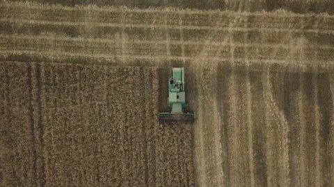 The harvester harvests from the field Stock Footage 115247999
