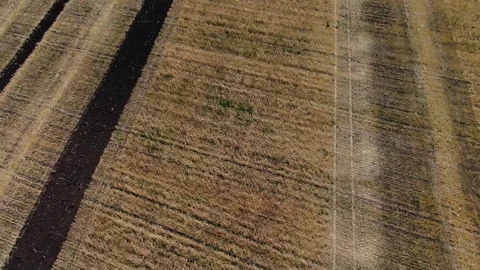 The harvester harvests in a field top view Vídeo Stock 123045853