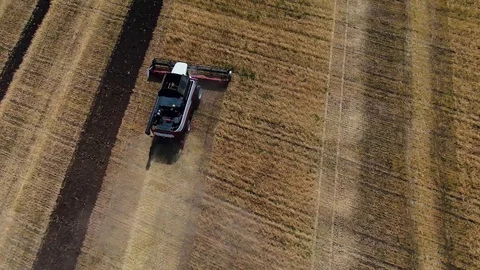 The harvester harvests in a field top view Видео 123045897