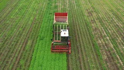 Harvester harvests mint or green spices. Stock Footage 236490955