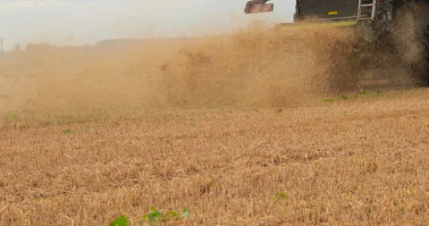 The harvester harvests ripe wheat and throws straw. Stock-Footage 252425150