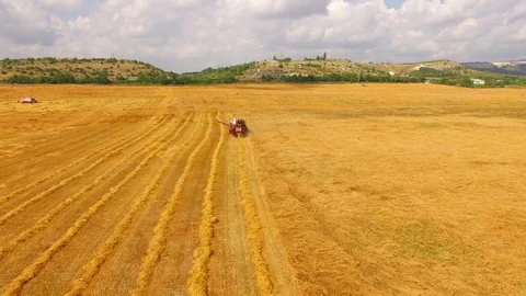 Harvester harvests wheat Stock-Footage 79968722