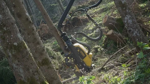 Harvester head cutting down trees Stockbeeldmateriaal 100327834
