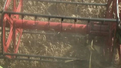 Harvester header reaps wheat Stock Footage 54613547