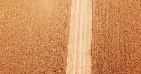 A harvester is loading wheat onto a tractor Stock Footage 109309453