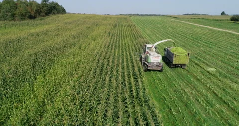 Harvester loads corn in the trailer Stock Footage 95526787